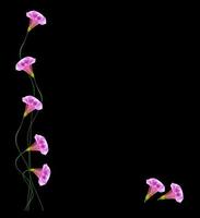 Petunias isolated on a black background. Colorful flowers. photo