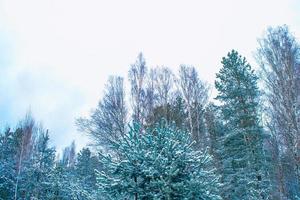 Frozen winter forest with snow covered trees. photo