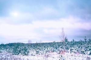 Frozen winter forest with snow covered trees. photo