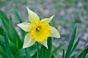 Bright and colorful spring flowers daffodils. landscape photo