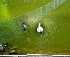 White and black swan swimming in the park of the city of Gomel photo