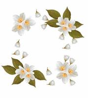 branch of jasmine flowers isolated on white background photo