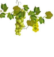 The branch of grapes isolated on white background. photo