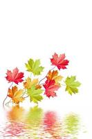 hojas de otoño aisladas sobre fondo blanco. foto