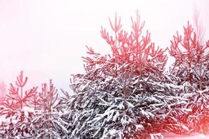 Frozen winter forest with snow covered trees. photo