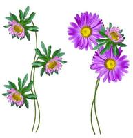 Michaelmas daisy flowers isolated on white background photo