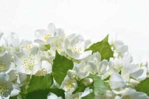 White jasmine The branch delicate spring flowers photo