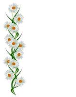 daisies summer white flower isolated on white background photo