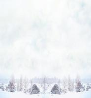 forest in the frost. Winter landscape. Snow covered trees. photo