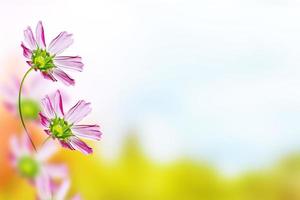 flores de cosmos de colores sobre un fondo de paisaje de verano. foto