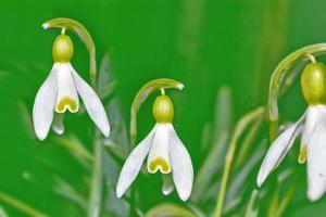 The first delicate spring flower snowdrop. photo