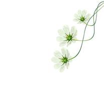 daisies summer flower isolated on white background. photo