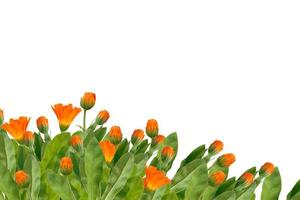 Bright marigold flowers isolated on white background. photo