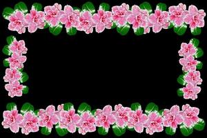 Bright azalea flowers photo