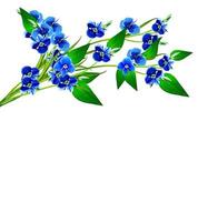 forget-me-flower isolated on white background photo