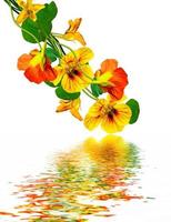 nasturtium flowers isolated on white background photo