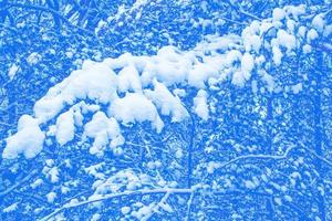 Frozen winter forest with snow covered trees. photo