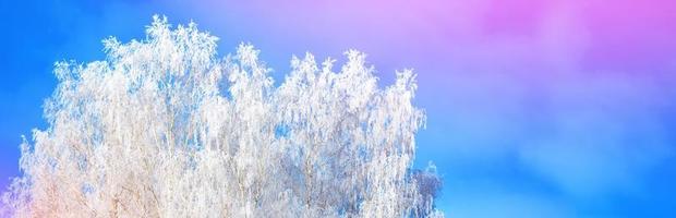 Frozen winter forest with snow covered trees. photo