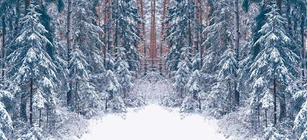 bosque de invierno congelado con árboles cubiertos de nieve. foto