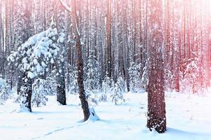 bosque en la escarcha. paisaje de invierno árboles cubiertos de nieve. foto