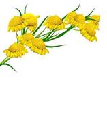 daisies summer white flower isolated on white background photo