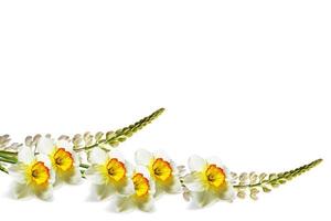 spring flowers narcissus isolated on white background photo