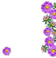 Michaelmas daisy flowers isolated on white background photo