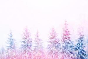 Frozen winter forest with snow covered trees. photo