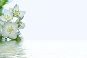 White jasmine The branch delicate spring flowers photo