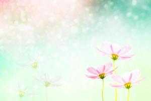 Colorful cosmos flowers on a background of summer landscape. photo