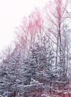 bosque de invierno congelado con árboles cubiertos de nieve. foto