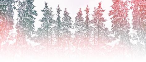 Blurred christmas background. Trees in the snow. Winter Forest photo