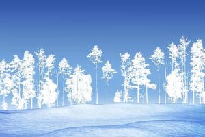 Frozen winter forest with snow covered trees. photo