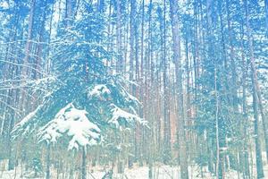 Blurred christmas background. Trees in the snow. Winter Forest photo