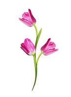 spring flowers tulips isolated on white background photo