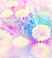 Fluffy dandelion flower against the background of the summer landscape. photo