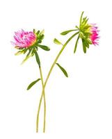 autumn aster flower isolated on white background. photo