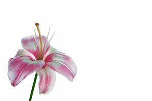 Bright lily flowers isolated on white background. photo