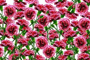 Background of flowers carnation photo