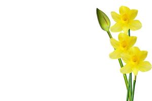 spring flowers narcissus isolated on white background photo