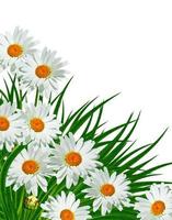 daisies summer white flower isolated on white background photo