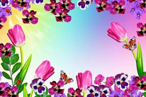 Bright and colorful flowers tulips photo