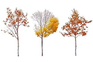 Lonely trees with bright leaves isolated on white background. photo