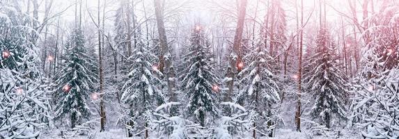 bosque en la escarcha. paisaje de invierno árboles cubiertos de nieve foto