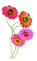 Zinnia flowers isolated on white background photo