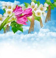branch of jasmine flowers on a background of blue sky with clouds photo