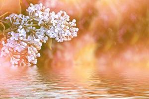 Bunches of flowers of lilac photo