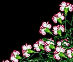 Bouquet of flowers carnation. photo