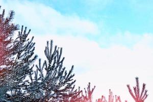 bosque de invierno congelado con árboles cubiertos de nieve. foto