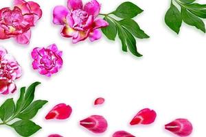 Colorful bright flowers peonies isolated on white background. photo